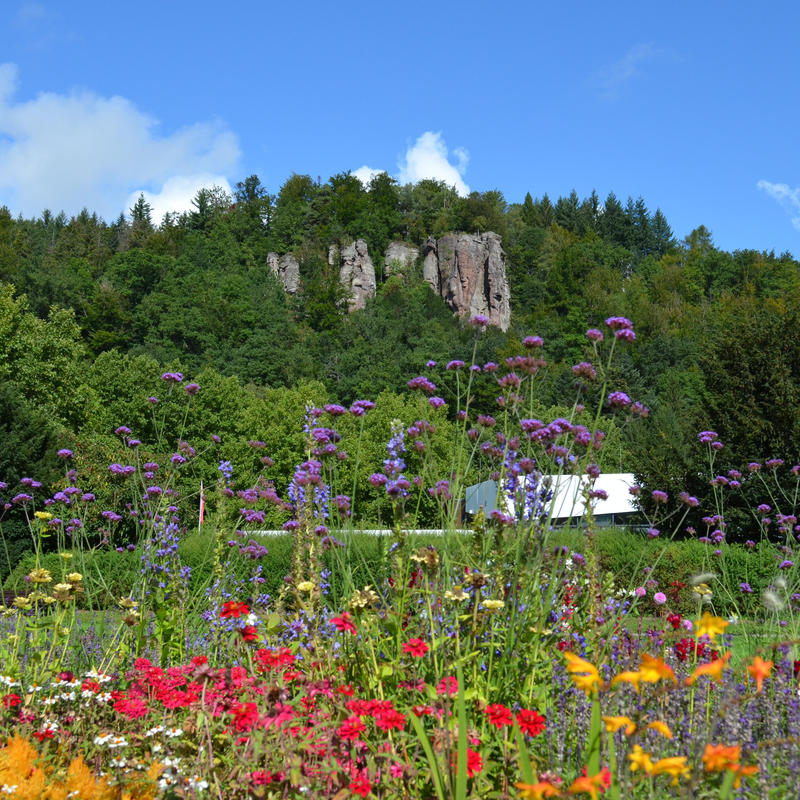 Falkensteinfelsen mit Blumen im Vordergrund