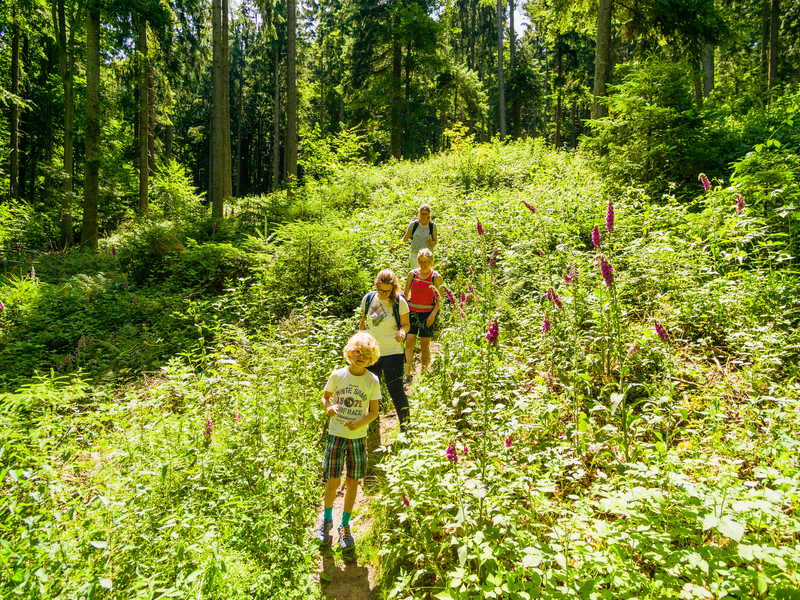 Wanderer im Wald