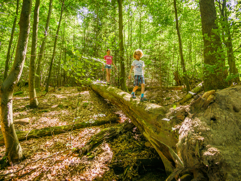 Im zweiten Halbjahr 2024 wird das Habitat der Wildkatze an vier Terminen erkundet: 3. August, 15. September, 13. Oktober und 1. November.