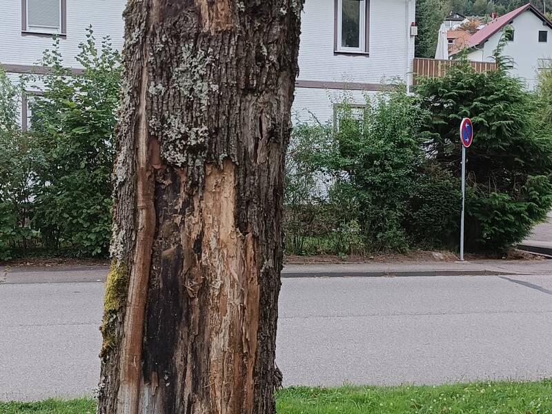 Die Schäden am Stamm eines der Ahornbäume sind deutlich zu sehen. Derart geschwächte Bäume gefährden die Verkehrssicherheit, da sie bei starken Winden brechen können.