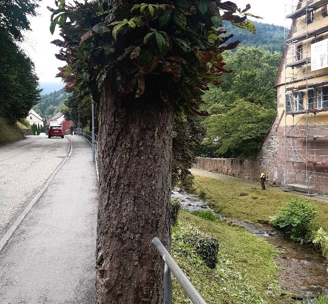 Die Kastanie in der Gaistalstraße ist von Kernfäule befallen und wird in den nächsten Tagen vom Bauhof gefällt.