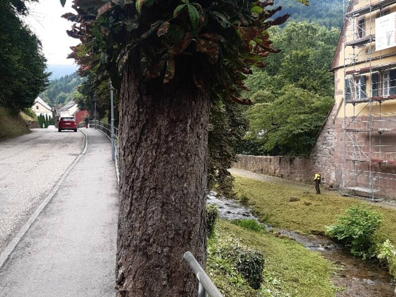 Die Kastanie in der Gaistalstraße ist von Kernfäule befallen und wird in den nächsten Tagen vom Bauhof gefällt.