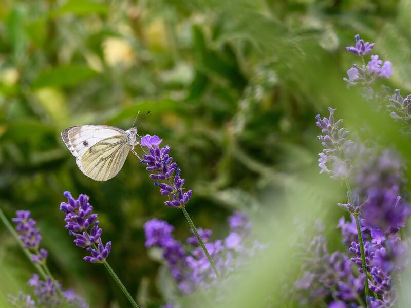 Ein Schmetterling sitzt auf einer violetten Lavendelblüte, umgeben von grünem Hintergrund.