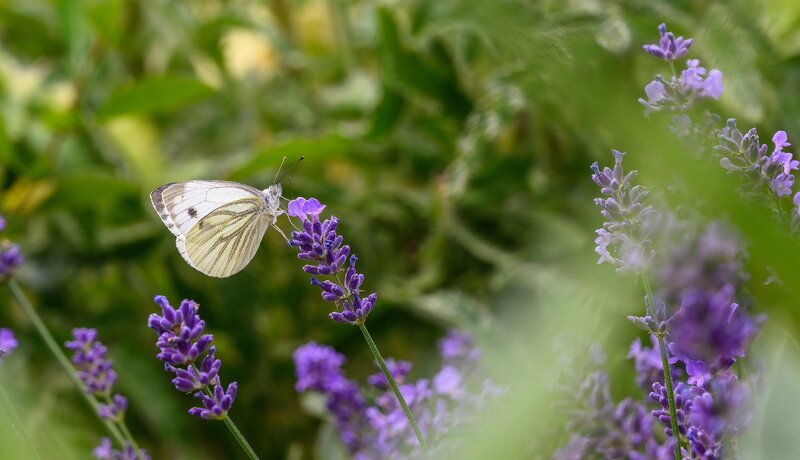 Ein Schmetterling sitzt auf einer violetten Lavendelblüte, umgeben von grünem Hintergrund.